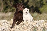 LABRADOR 644